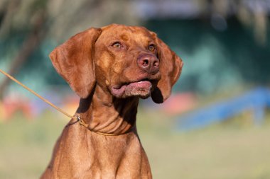 Doğada safkan bir Macar Vizsla köpeğinin portresi. Güzel Macar Vizsla altın pas rengi yürümeye devam ediyor. Güzel Macar Vizsla köpek portresi. Vizsla av köpeği. Kısa Macar İşaretçisi