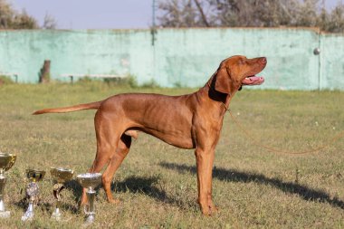 Doğada safkan bir Macar Vizsla köpeğinin portresi. Güzel Macar Vizsla altın pas rengi yürümeye devam ediyor. Güzel Macar Vizsla köpek portresi. Vizsla av köpeği. Kısa Macar İşaretçisi