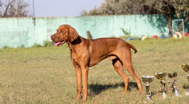 Doğada safkan bir Macar Vizsla köpeğinin portresi. Güzel Macar Vizsla altın pas rengi yürümeye devam ediyor. Güzel Macar Vizsla köpek portresi. Vizsla av köpeği. Kısa Macar İşaretçisi