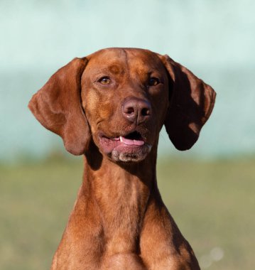 Doğada safkan bir Macar Vizsla köpeğinin portresi. Güzel Macar Vizsla altın pas rengi yürümeye devam ediyor. Güzel Macar Vizsla köpek portresi. Vizsla av köpeği. Kısa Macar İşaretçisi