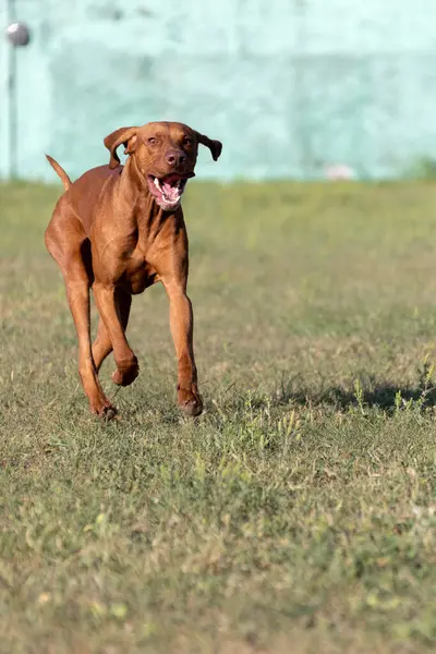 Doğada safkan bir Macar Vizsla köpeğinin portresi. Güzel Macar Vizsla altın pas rengi yürümeye devam ediyor. Güzel Macar Vizsla köpek portresi. Vizsla av köpeği. Kısa Macar İşaretçisi