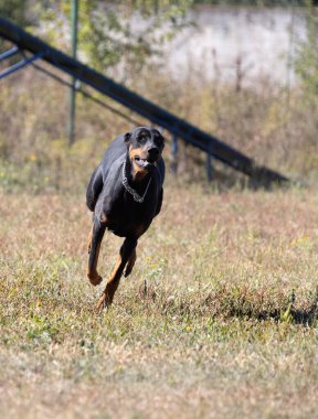 Doberman Pinscher parkta. Güzel bayan dobie gün batımında dışarıda. Zincirli küçük kulaklar. Siyah ve pas, bronz köpek dışarıda. safkan köpek portresi