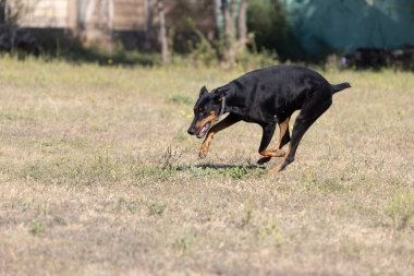 Doberman Pinscher parkta. Güzel bayan dobie gün batımında dışarıda. Zincirli küçük kulaklar. Siyah ve pas, bronz köpek dışarıda. safkan köpek portresi