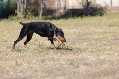 Doberman Pinscher parkta. Güzel bayan dobie gün batımında dışarıda. Zincirli küçük kulaklar. Siyah ve pas, bronz köpek dışarıda. safkan köpek portresi