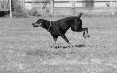 Doberman Pinscher parkta. Güzel bayan dobie gün batımında dışarıda. Zincirli küçük kulaklar. Siyah ve pas, bronz köpek dışarıda. safkan köpek portresi