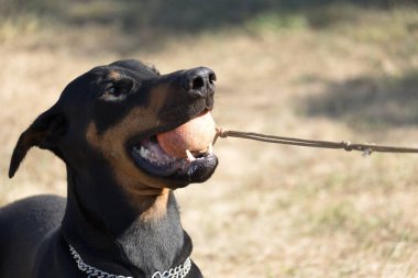 Doberman Pinscher parkta. Güzel bayan dobie gün batımında dışarıda. Zincirli küçük kulaklar. Siyah ve pas, bronz köpek dışarıda. safkan köpek portresi