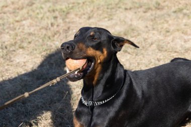 Doberman Pinscher parkta. Güzel bayan dobie gün batımında dışarıda. Zincirli küçük kulaklar. Siyah ve pas, bronz köpek dışarıda. safkan köpek portresi