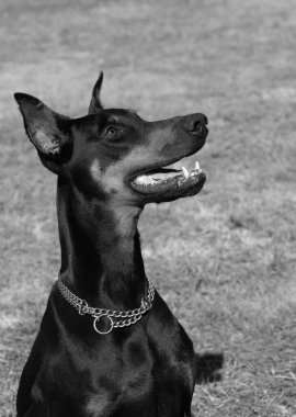 Doberman Pinscher parkta. Güzel bayan dobie gün batımında dışarıda. Zincirli küçük kulaklar. Siyah ve pas, bronz köpek dışarıda. safkan köpek portresi