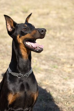 Doberman Pinscher parkta. Güzel bayan dobie gün batımında dışarıda. Zincirli küçük kulaklar. Siyah ve pas, bronz köpek dışarıda. safkan köpek portresi