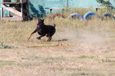 Doberman Pinscher parkta. Güzel bayan dobie gün batımında dışarıda. Zincirli küçük kulaklar. Siyah ve pas, bronz köpek dışarıda. safkan köpek portresi