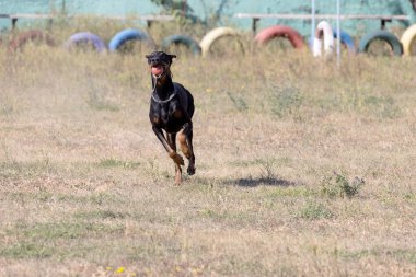 Doberman Pinscher parkta. Güzel bayan dobie gün batımında dışarıda. Zincirli küçük kulaklar. Siyah ve pas, bronz köpek dışarıda. safkan köpek portresi