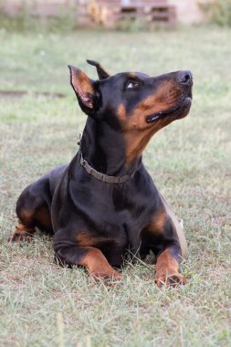 Doberman Pinscher parkta. Güzel bayan dobie gün batımında dışarıda. Zincirli küçük kulaklar. Siyah ve pas, bronz köpek dışarıda. safkan köpek portresi