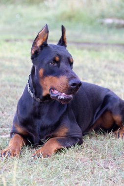 Doberman Pinscher parkta. Güzel bayan dobie gün batımında dışarıda. Zincirli küçük kulaklar. Siyah ve pas, bronz köpek dışarıda. safkan köpek portresi