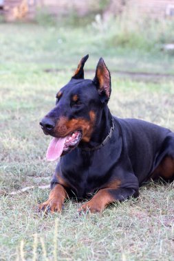 Doberman Pinscher parkta. Güzel bayan dobie gün batımında dışarıda. Zincirli küçük kulaklar. Siyah ve pas, bronz köpek dışarıda. safkan köpek portresi