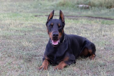 Doberman Pinscher parkta. Güzel bayan dobie gün batımında dışarıda. Zincirli küçük kulaklar. Siyah ve pas, bronz köpek dışarıda. safkan köpek portresi