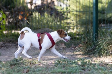 Açık havada Jack Russell Terrier portresi. Mutlu Jack Russell köpeği parkta oynuyor. Şirin, çevik, aktif bir köpek. Bir yaz günü parkta yeşil çimlerde yürüyor.