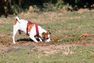 Açık havada Jack Russell Terrier portresi. Mutlu Jack Russell köpeği parkta oynuyor. Şirin, çevik, aktif bir köpek. Bir yaz günü parkta yeşil çimlerde yürüyor.