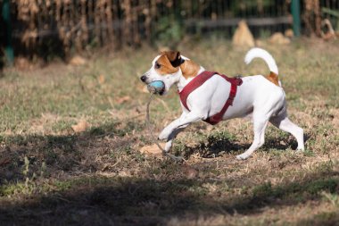 Açık havada Jack Russell Terrier portresi. Mutlu Jack Russell köpeği parkta oynuyor. Şirin, çevik, aktif bir köpek. Bir yaz günü parkta yeşil çimlerde yürüyor.