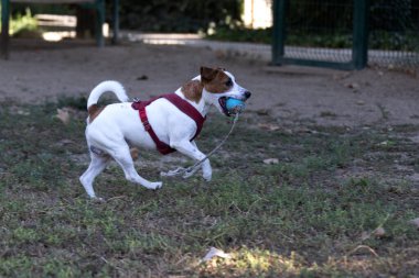 Açık havada Jack Russell Terrier portresi. Mutlu Jack Russell köpeği parkta oynuyor. Şirin, çevik, aktif bir köpek. Bir yaz günü parkta yeşil çimlerde yürüyor.