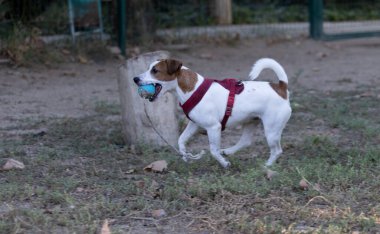 Açık havada Jack Russell Terrier portresi. Mutlu Jack Russell köpeği parkta oynuyor. Şirin, çevik, aktif bir köpek. Bir yaz günü parkta yeşil çimlerde yürüyor.