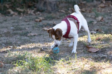 Açık havada Jack Russell Terrier portresi. Mutlu Jack Russell köpeği parkta oynuyor. Şirin, çevik, aktif bir köpek. Bir yaz günü parkta yeşil çimlerde yürüyor.