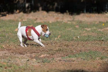 Açık havada Jack Russell Terrier portresi. Mutlu Jack Russell köpeği parkta oynuyor. Şirin, çevik, aktif bir köpek. Bir yaz günü parkta yeşil çimlerde yürüyor.