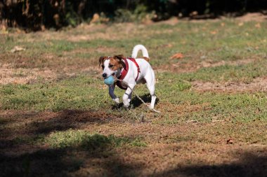 Açık havada Jack Russell Terrier portresi. Mutlu Jack Russell köpeği parkta oynuyor. Şirin, çevik, aktif bir köpek. Bir yaz günü parkta yeşil çimlerde yürüyor.