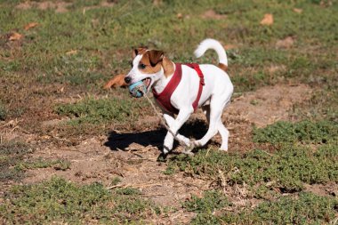 Açık havada Jack Russell Terrier portresi. Mutlu Jack Russell köpeği parkta oynuyor. Şirin, çevik, aktif bir köpek. Bir yaz günü parkta yeşil çimlerde yürüyor.