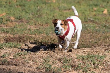 Açık havada Jack Russell Terrier portresi. Mutlu Jack Russell köpeği parkta oynuyor. Şirin, çevik, aktif bir köpek. Bir yaz günü parkta yeşil çimlerde yürüyor.