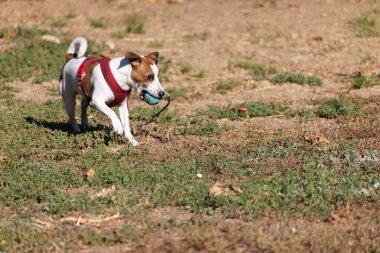 Açık havada Jack Russell Terrier portresi. Mutlu Jack Russell köpeği parkta oynuyor. Şirin, çevik, aktif bir köpek. Bir yaz günü parkta yeşil çimlerde yürüyor.