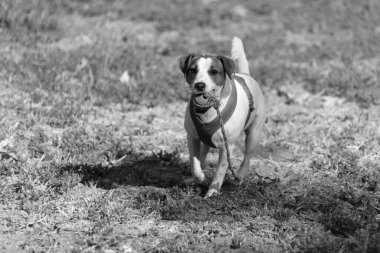 Açık havada Jack Russell Terrier portresi. Mutlu Jack Russell köpeği parkta oynuyor. Şirin, çevik, aktif bir köpek. Bir yaz günü parkta yeşil çimlerde yürüyor.