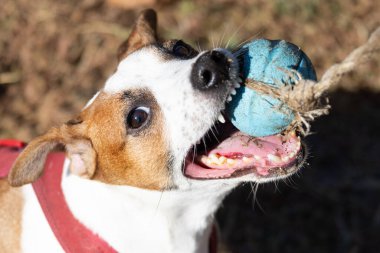 Açık havada Jack Russell Terrier portresi. Mutlu Jack Russell köpeği parkta oynuyor. Şirin, çevik, aktif bir köpek. Bir yaz günü parkta yeşil çimlerde yürüyor.