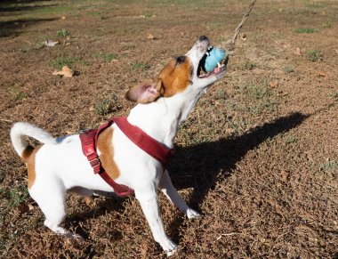 Açık havada Jack Russell Terrier portresi. Mutlu Jack Russell köpeği parkta oynuyor. Şirin, çevik, aktif bir köpek. Bir yaz günü parkta yeşil çimlerde yürüyor.