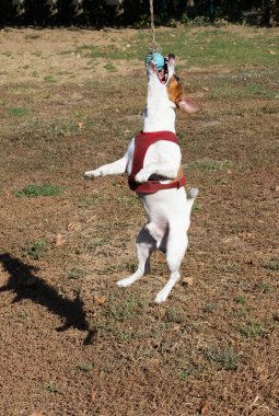 Açık havada Jack Russell Terrier portresi. Mutlu Jack Russell köpeği parkta oynuyor. Şirin, çevik, aktif bir köpek. Bir yaz günü parkta yeşil çimlerde yürüyor.