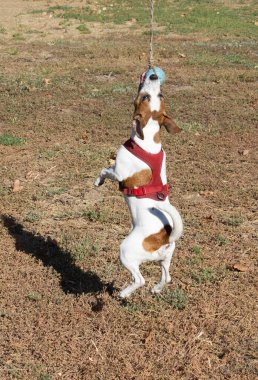 Açık havada Jack Russell Terrier portresi. Mutlu Jack Russell köpeği parkta oynuyor. Şirin, çevik, aktif bir köpek. Bir yaz günü parkta yeşil çimlerde yürüyor.