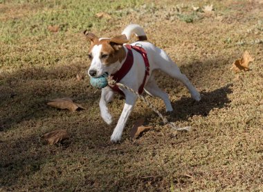 Açık havada Jack Russell Terrier portresi. Mutlu Jack Russell köpeği parkta oynuyor. Şirin, çevik, aktif bir köpek. Bir yaz günü parkta yeşil çimlerde yürüyor.