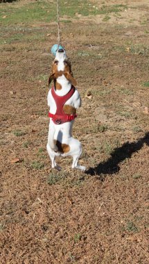 Açık havada Jack Russell Terrier portresi. Mutlu Jack Russell köpeği parkta oynuyor. Şirin, çevik, aktif bir köpek. Bir yaz günü parkta yeşil çimlerde yürüyor.