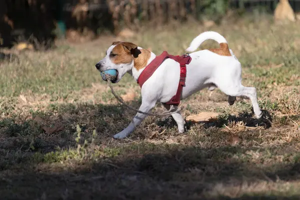 Açık havada Jack Russell Terrier portresi. Mutlu Jack Russell köpeği parkta oynuyor. Şirin, çevik, aktif bir köpek. Bir yaz günü parkta yeşil çimlerde yürüyor.