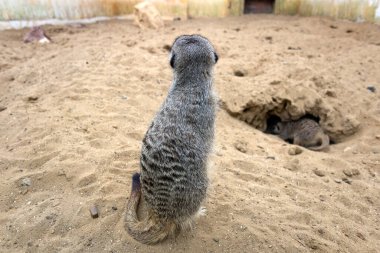 Yaban hayatındaki sincaplar deliklerin yakınındaki çimlerin arasında. Sincap güneşli bir yaz gününde bir deliğin yanında oturur. Vahşi hayvanlar doğal ortamlarında.
