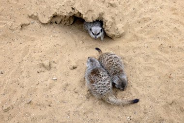 Yaban hayatındaki sincaplar deliklerin yakınındaki çimlerin arasında. Sincap güneşli bir yaz gününde bir deliğin yanında oturur. Vahşi hayvanlar doğal ortamlarında.
