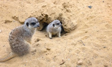 Yaban hayatındaki sincaplar deliklerin yakınındaki çimlerin arasında. Sincap güneşli bir yaz gününde bir deliğin yanında oturur. Vahşi hayvanlar doğal ortamlarında.