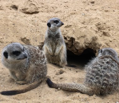 Yaban hayatındaki sincaplar deliklerin yakınındaki çimlerin arasında. Sincap güneşli bir yaz gününde bir deliğin yanında oturur. Vahşi hayvanlar doğal ortamlarında.