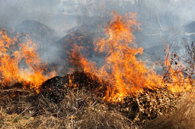 Şiddetli kuraklık sırasında bozkır yangınları tarlaları tamamen yok eder. Felaket çevre ve bölge ekonomisine düzenli olarak zarar veriyor. Yangın konut binalarını tehdit ediyor. Yerli halk yangını söndürdü