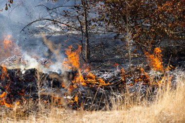 Şiddetli kuraklık sırasında bozkır yangınları tarlaları tamamen yok eder. Felaket çevre ve bölge ekonomisine düzenli olarak zarar veriyor. Yangın konut binalarını tehdit ediyor. Yerli halk yangını söndürdü