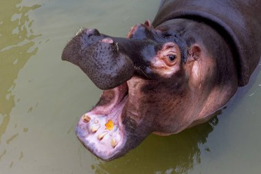 Sudaki dev bir su aygırı kesik dişleriyle ağzını açar. Doğal ortamlarında vahşi hayvanlar. Afrika yaban hayatı. Amfibi. Su aygırları- Dünyanın en büyük memelileri