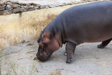 Sudaki dev bir su aygırı kesik dişleriyle ağzını açar. Doğal ortamlarında vahşi hayvanlar. Afrika yaban hayatı. Amfibi. Su aygırları- Dünyanın en büyük memelileri