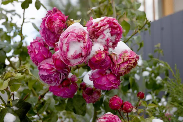 Frozen flowers. Rose bushes in snow. Red flowers and white snow. Rose bushes after snowfall and sudden cold snap. Extreme cold and plants. View of red rose flower in winter. Climate change concept