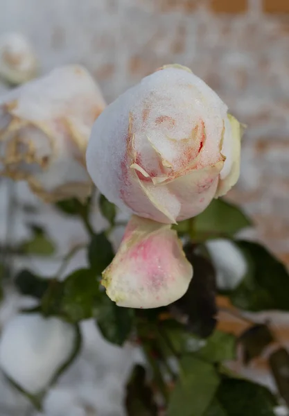Frozen flowers. Rose bushes in snow. White flowers and white snow. Rose bushes after snowfall and sudden cold snap. Extreme cold and plants. View of white rose flower in winter. Climate change concept