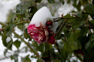 Donmuş çiçekler. Karda gül çalıları. Kırmızı çiçekler ve beyaz kar. Kar yağdıktan sonra gül çalıları ve ani soğuk şakırdaması. Aşırı soğuk ve bitkiler. Kışın kırmızı gül çiçeği manzarası. İklim değişikliği kavramı
