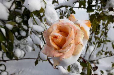 Donmuş çiçekler. Karda gül çalıları. Beyaz çiçekler ve beyaz kar. Kar yağdıktan sonra gül çalıları ve ani soğuk şakırdaması. Aşırı soğuk ve bitkiler. Kışın beyaz gül çiçeği manzarası. İklim değişikliği kavramı